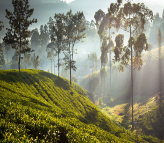 Ceylon Tea Trails Summerville